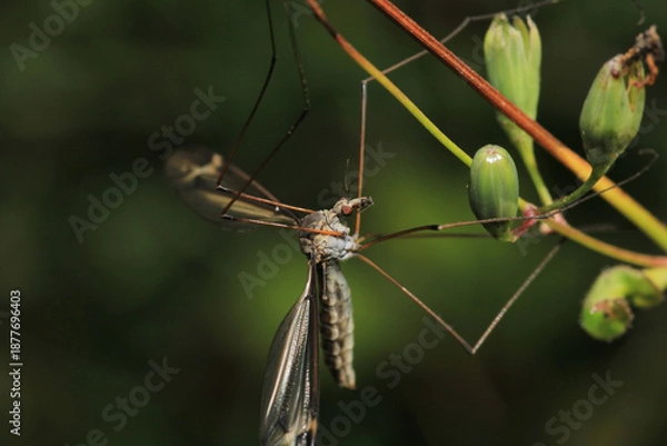 Obraz tipula maxima insect macro photo	