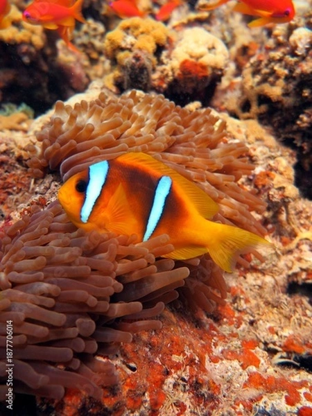 Obraz anemone fish
