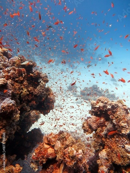 Obraz Underwater world