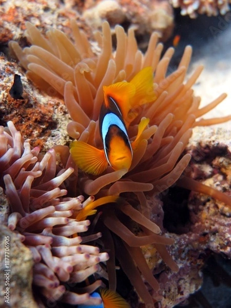 Obraz anemone fish