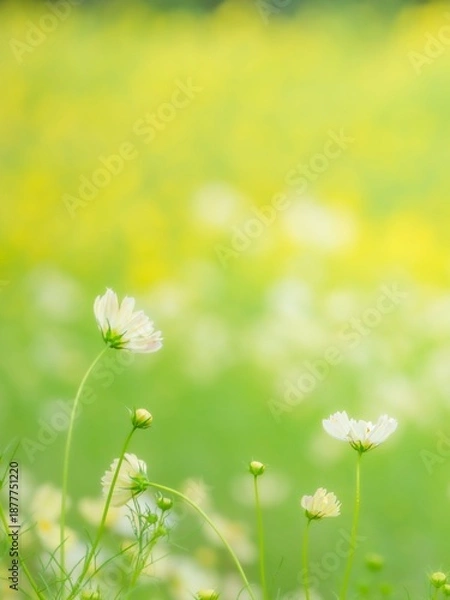 Fototapeta 秋の公園や花壇を彩るコスモスのある爽やかな風景。キバナコスモスと白いコスモスのコントラスト。背景。自然風景素材。縦構図。コピースペース