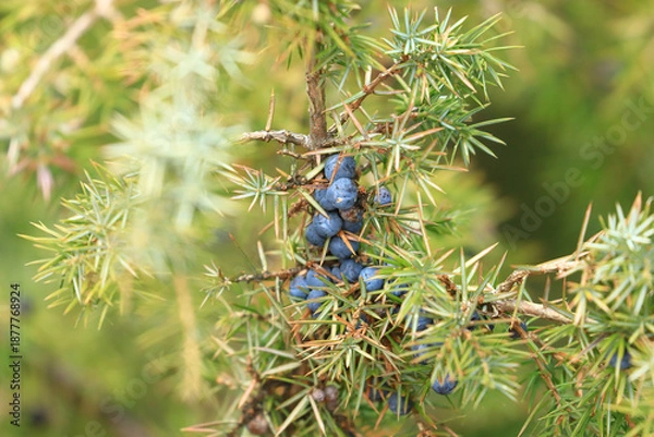 Obraz Common juniper berries on tree	