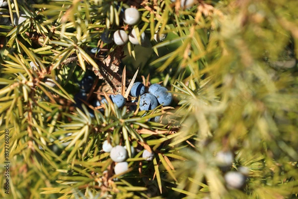 Obraz Common juniper berries on tree	