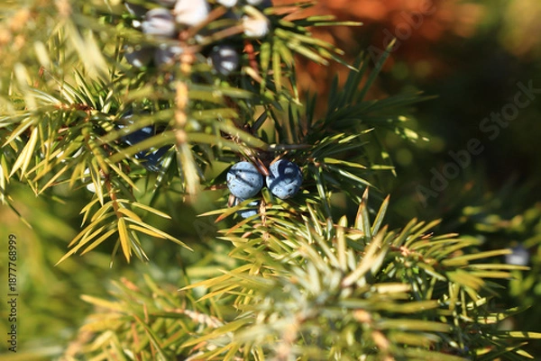 Obraz Common juniper berries on tree	