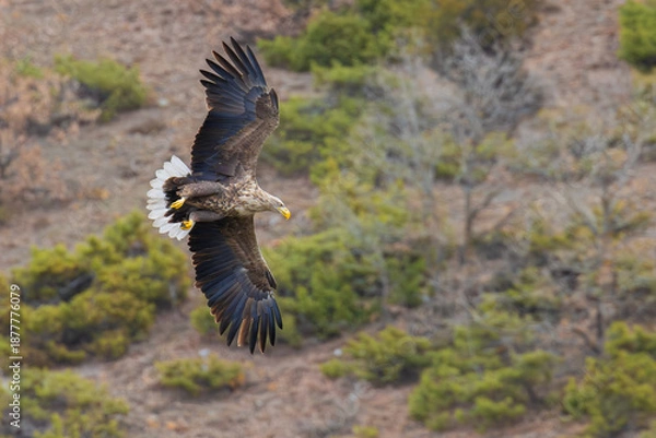 Obraz White-tailed Eagle soaring