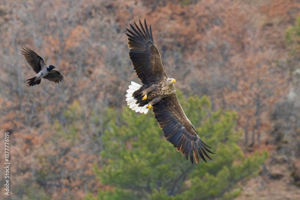 Obraz White-tailed Eagle soaring