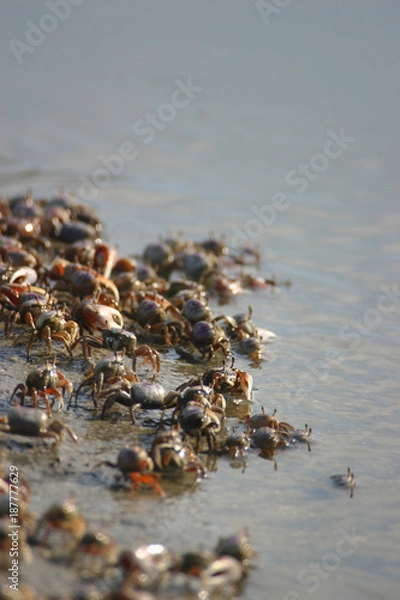 Obraz Crabs on Shore