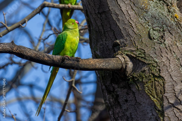 Obraz Rose-ringed Parakeet on the tree
