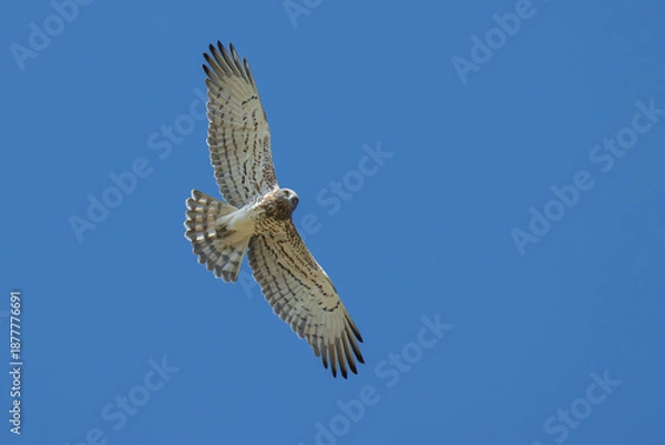Obraz Short-toed Snake Eagle looking for prey