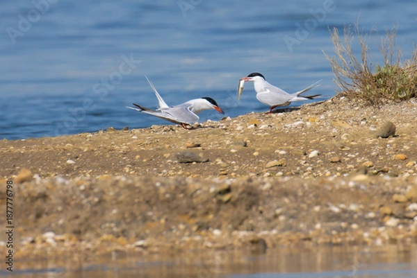 Obraz Common Tern with the fish