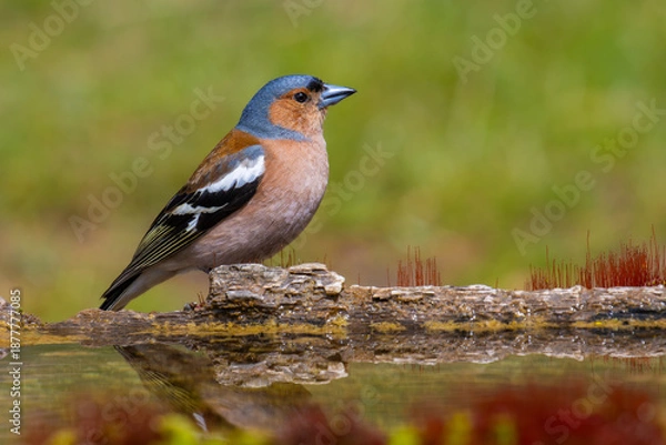 Obraz Common Chaffinch perched