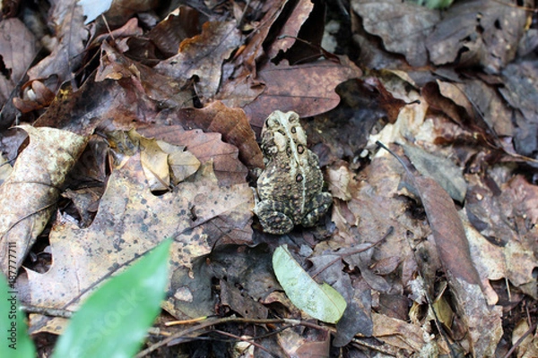 Obraz Toad In Leaves