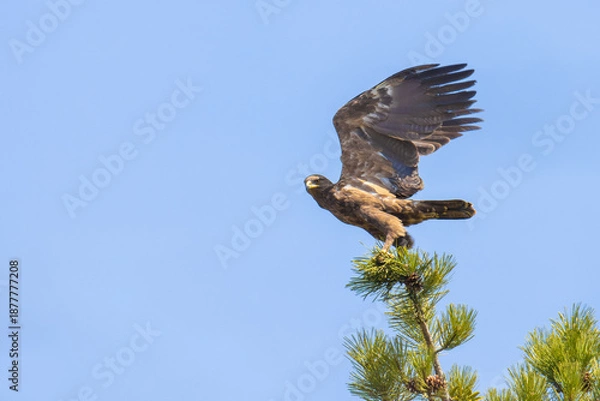 Obraz Lesser Spotted Eagle take off