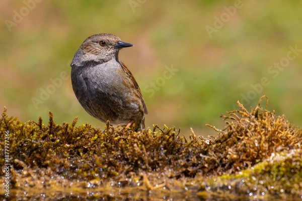 Obraz Dunnock on the moss