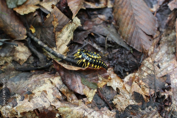 Fototapeta Centipede in Leaves