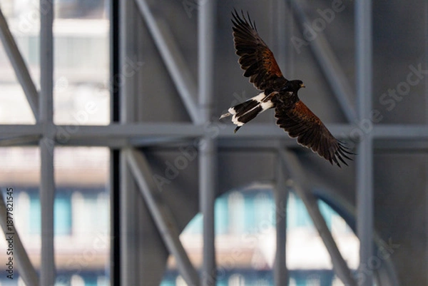 Obraz 都市建築の中を飛翔する猛禽類のダイナミックな姿