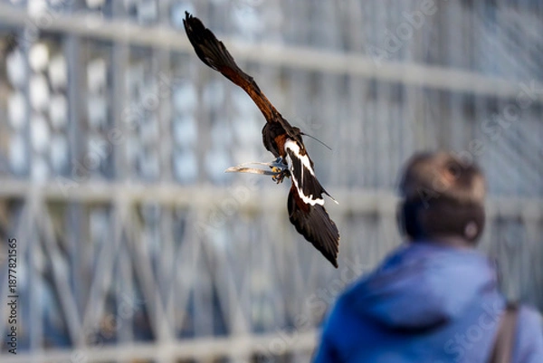 Obraz 観客の目前を飛翔する猛禽類の迫力ある瞬間