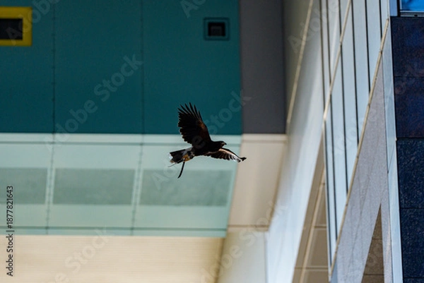 Obraz 都市の空間を舞う猛禽の飛翔瞬間