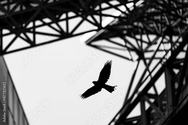 Obraz 都市構造の中を飛翔する猛禽類のシルエット