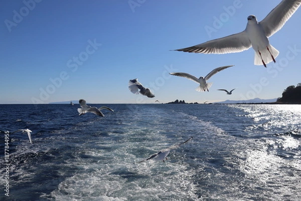Obraz Seascape with seagulls
