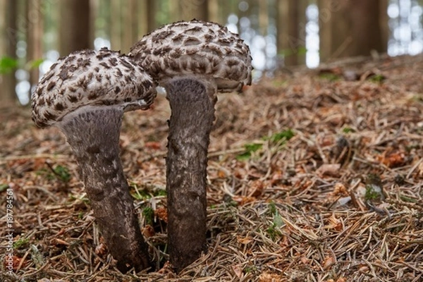 Obraz Strobilomyces floccopus in the natural environment
