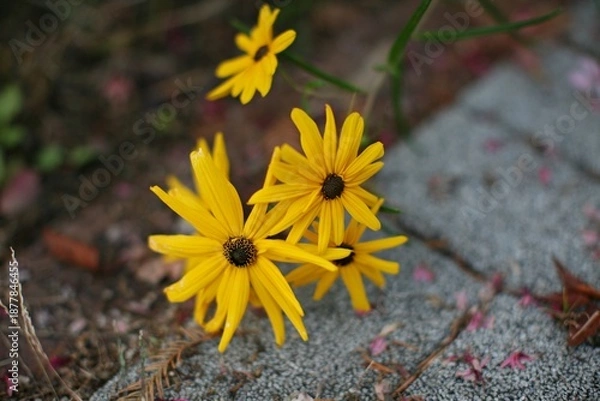 Obraz 루드베키아