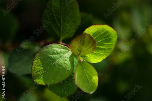 Obraz green leaves on a tree