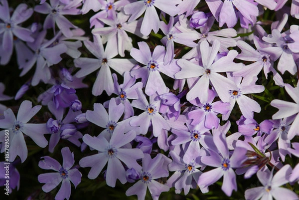 Obraz purple  flowers