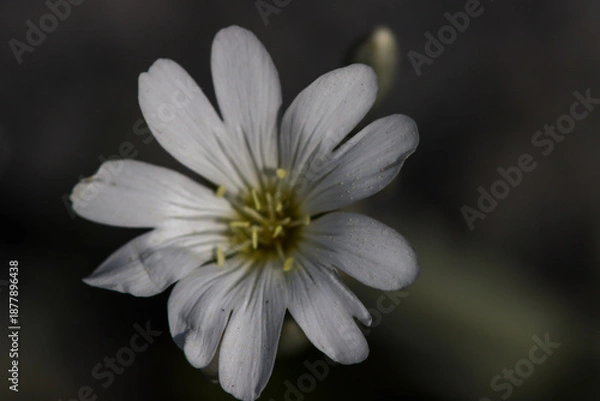 Obraz white forest flower