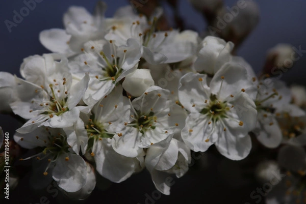 Obraz apple tree blossom