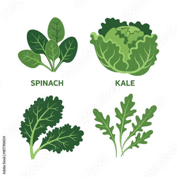 Fototapeta Assorted Leafy Green Vegetables with Labels.