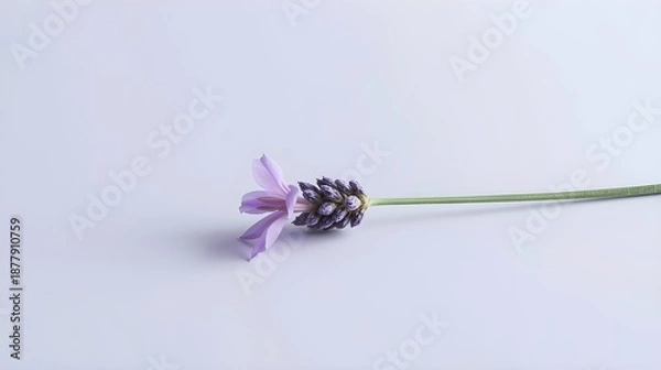 Fototapeta bee on flower