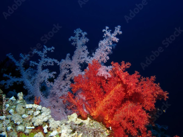 Obraz Dendronephtyhya hemprichi) Taking in Red Sea, Egypt