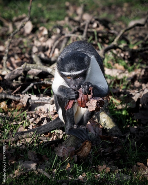 Fototapeta Roloway Monkey Foraging on the Ground