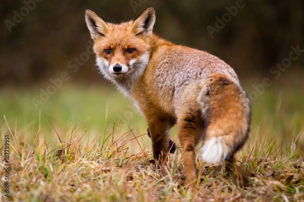 Fototapeta Lis rudy spogląda wstecz