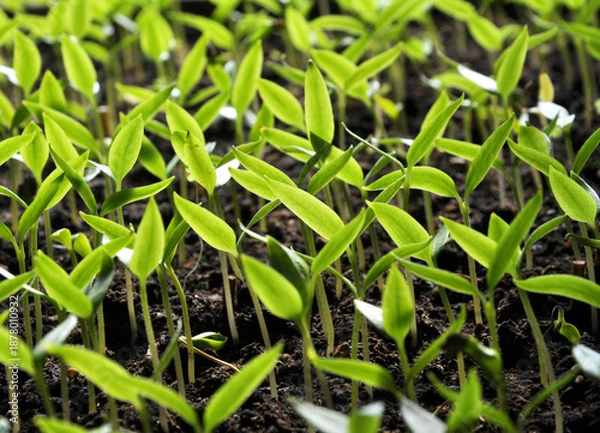 Obraz Stairs sweet pepper seedlings