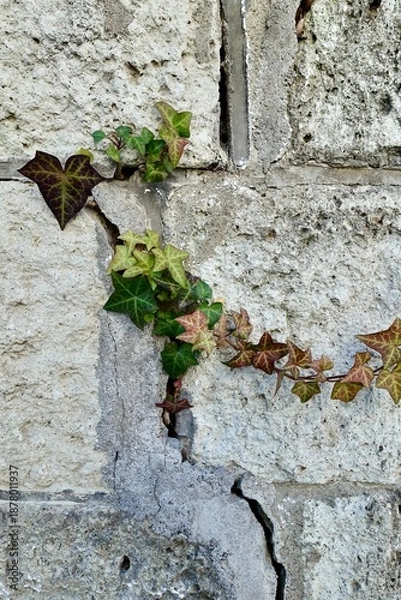 Fototapeta 古い壁に這う紅葉したカラフルな蔦の葉