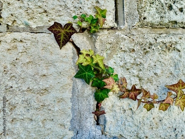 Fototapeta 古い壁に這う紅葉したカラフルな蔦の葉