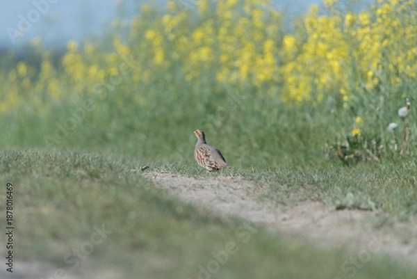 Obraz Rebhuhn