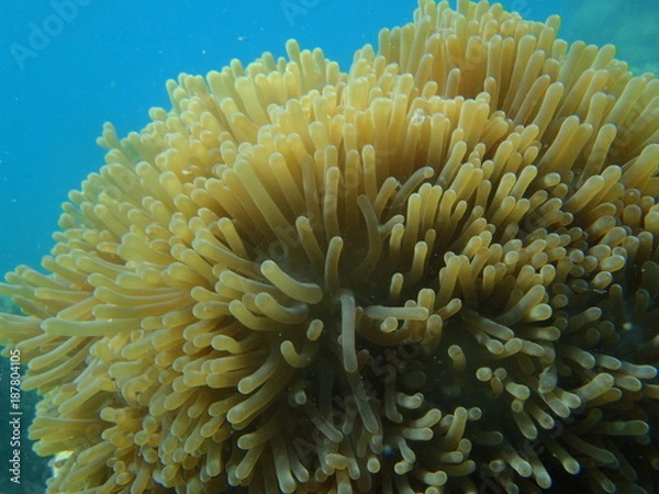Obraz Sea Corals