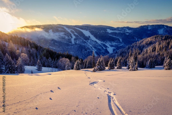 Obraz Backcountry skiing in a snowfield splashing powder snow warmed by the sunrise sun rays. Being the first up the mountain to set new tracks in fresh snow in the black forest. 
