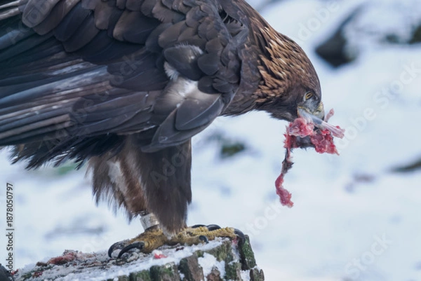 Obraz Golden eagle eating the remaining meat with a bone – captive breeding.
