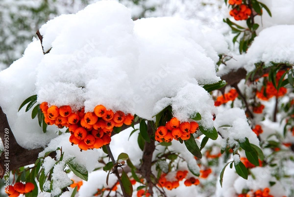 Obraz Red berries and white snow