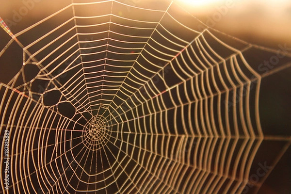 Obraz Macro Shot of a Spider Web in the Sunshine Background Texture