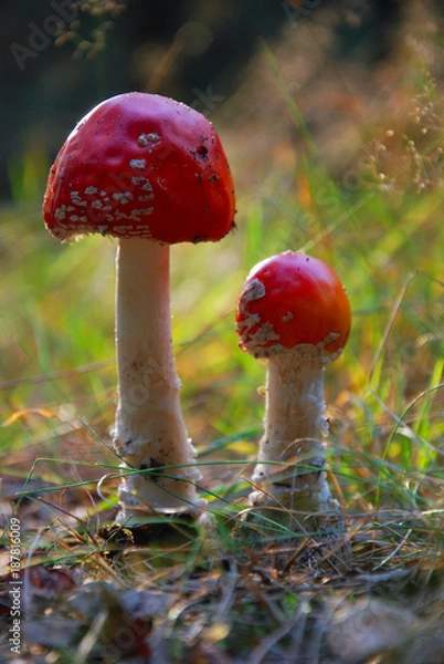 Obraz Muchomor czerwony - Amanita muscaria
