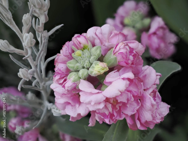 Obraz ３月から５月に花を咲かせるストック。日本ではアラセイトウと呼ぶ