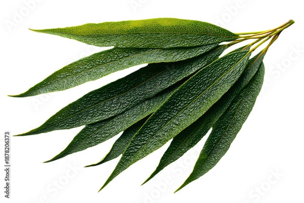 Obraz Fresh Eucalyptus Leaves on White Background