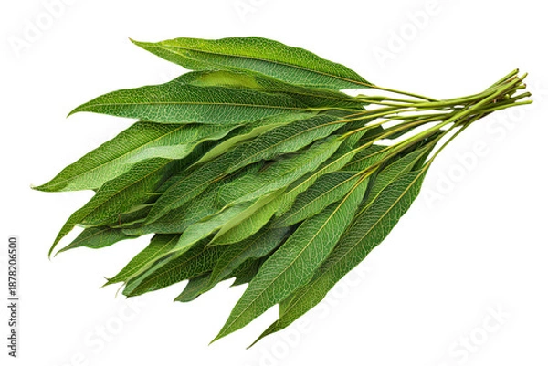 Obraz Fresh Eucalyptus Leaves on White Background