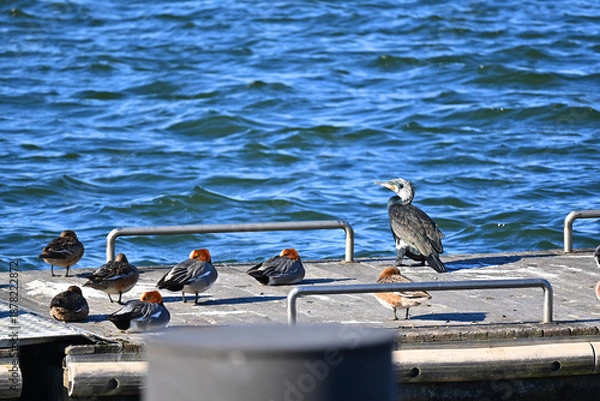 Fototapeta 桟橋に集まるカワウとカモの群れ
