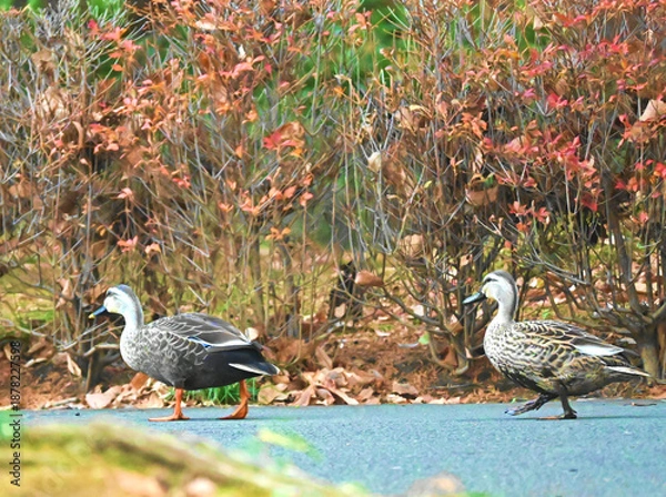 Fototapeta てくてく歩くつがいのカルガモ